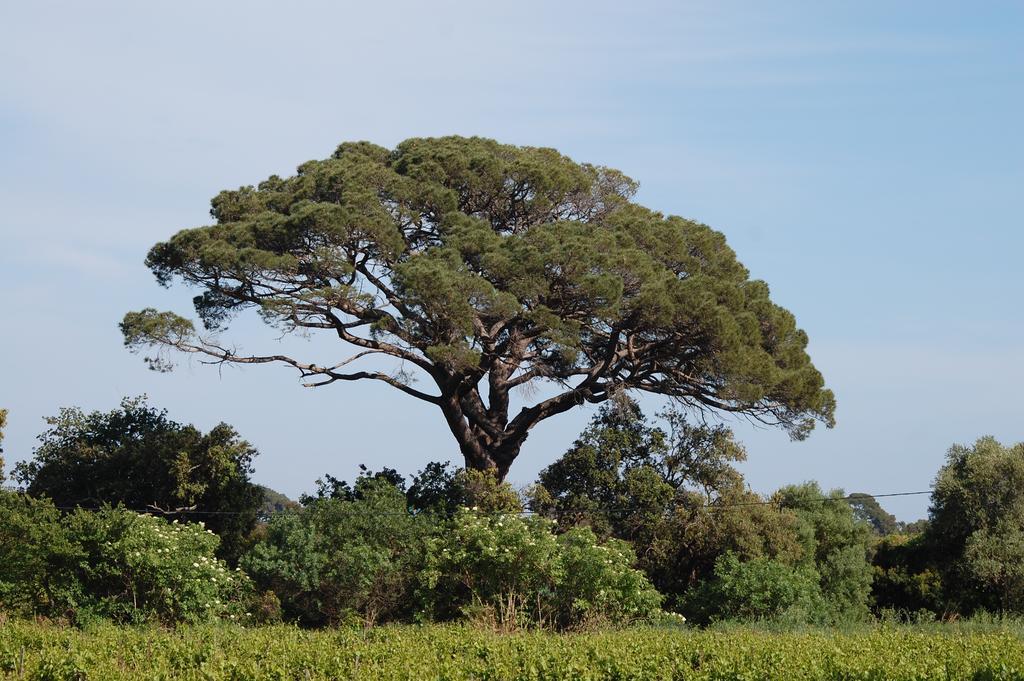 Chateau De La Clapiere Hyères Zewnętrze zdjęcie